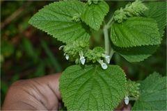 Teucrium tomentosum